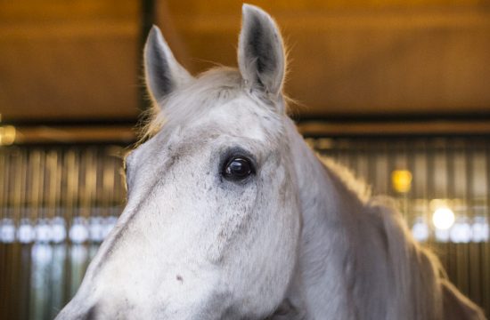 Horse, Wedding Party at the Stable, country style wedding in Italy