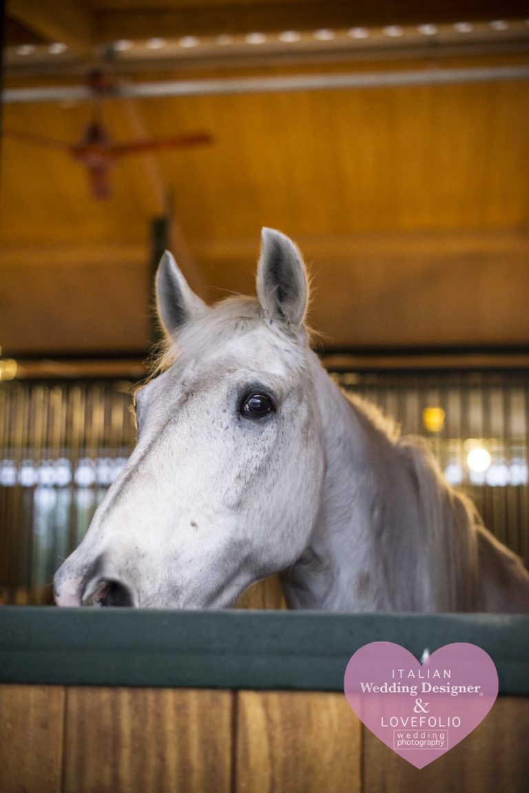 Horse, Wedding Party at the Stable, country style wedding in Italy