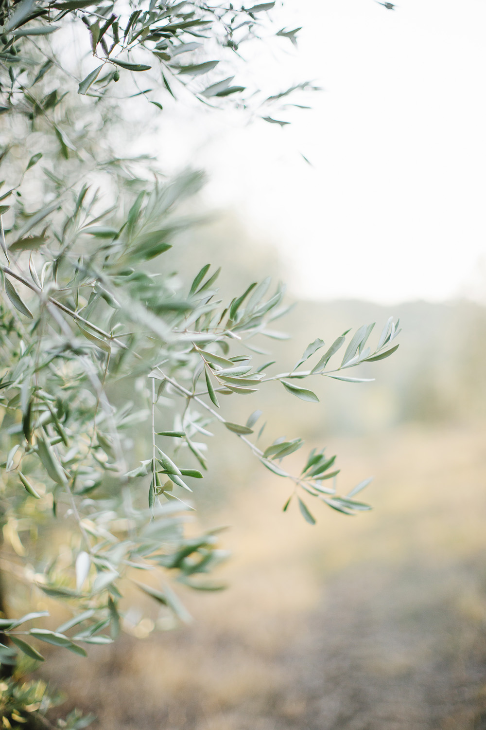 Wwedding in a Farmhouse in Tuscany